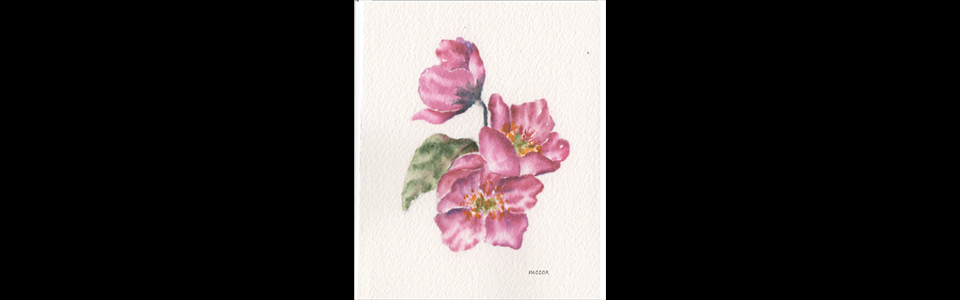 Water Color Pink Christmas Rose